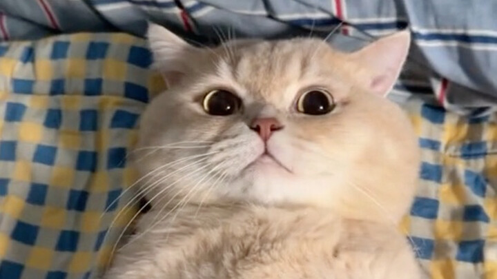 Sangat menyenangkan! Aku menemukan kucing anggora berkelas jazz!