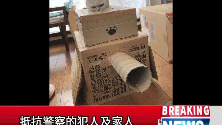 [Don’t Cry, Girl] A Six-Year Journey Between a Young Woman and Her Cat… [Cat Meme Edition]