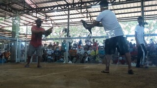 2cocks ulotan 1st fight black hennie