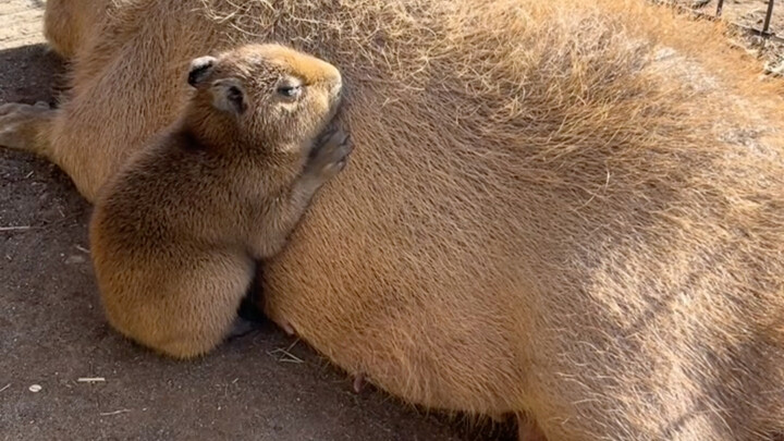 Cá sấu nhỏ: Gối lên bụng mẹ thật yên tâm quá đi mất～
