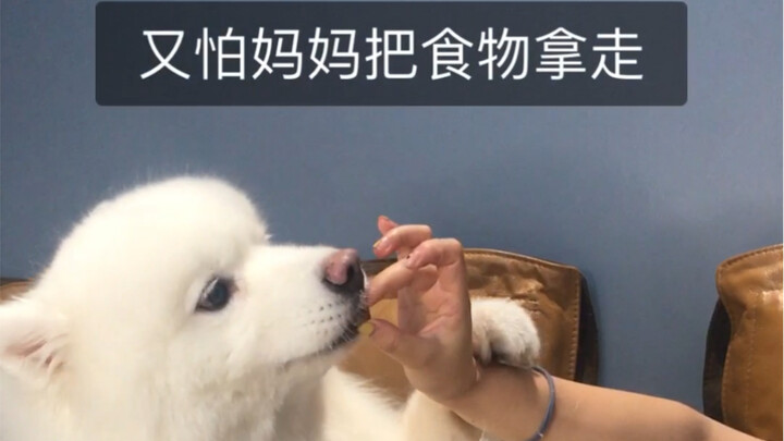Samo makan kayak gini, lucu banget!