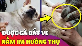 Chiếc chó 'SỐ HƯỞNG' được gia đình gà 'BẮT VE' cho không trượt phát nào 😅 Gâu Đần