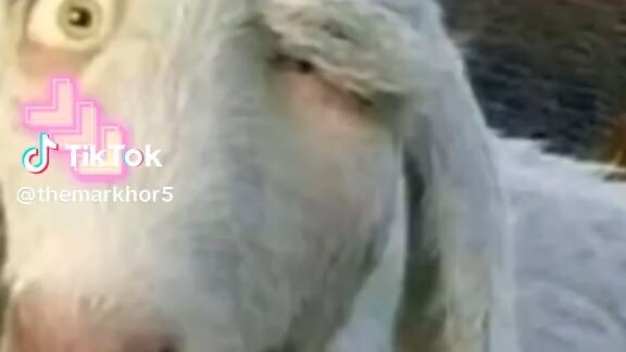 cute got video viral