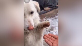 Cho nắm tay xíu thôi mà funny thucung xuhuong trending pet viral giaitri chó