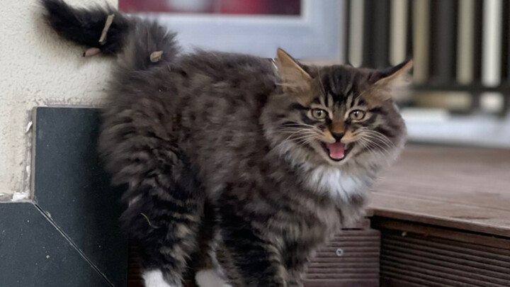 Long-haired tabby cat, you're so beautiful that I've managed to tame you. I'll treat you well.