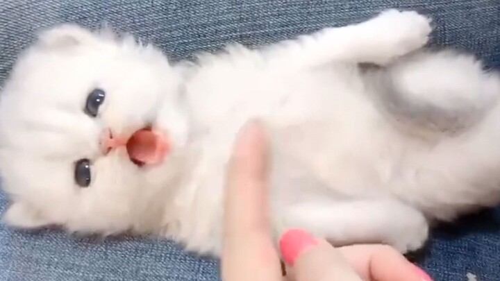 Một ngày tươi đẹp bắt đầu bằng việc nựng mèo!