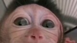 Funny baby monkey eyes by KarenMafia #TreeRat #Monkey #meme #needs #milk #anime #manga #IA #Animated