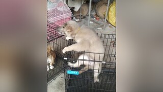 Ham ăn thì thôi rồi. yeucho yeuchomeo cún cúncon chó chómèo chócon chó_cưng chókhôn yeuchomeo cưng chócute pet dog dogsoftiktok doggo