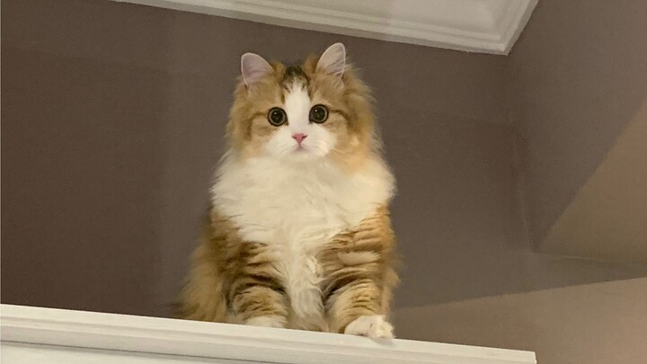 I cried all my tears looking for the cat 🥹 only to realize…