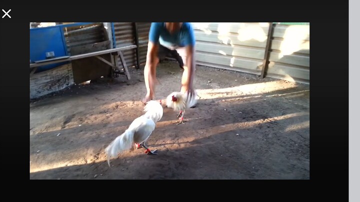 white kelso banded mag kapatid
