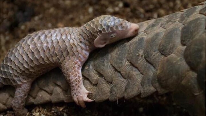 A mother’s love is like a pangolin, giving all her tenderness to her child!