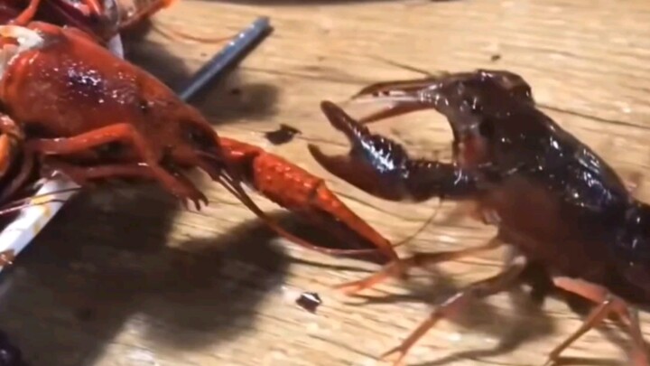 格里菲斯！！！