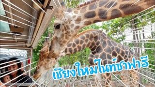 พาเที่ยว เชียงใหม่ไนท์ซาฟารี| Chiang Mai night Safari|Chiang Mai|Zoo|elephant