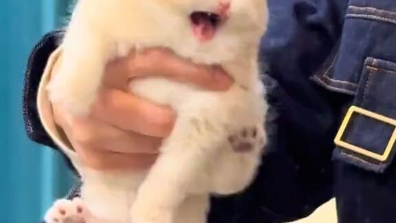 lepaskan saya lepaskan saya🥰🥰