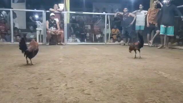 Palit manok daw bulok pala kanila