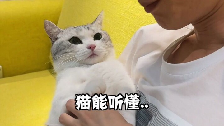 แมวฟังภาษาคนออกจริงเหรอ? ฉันไม่เชื่อหรอก!