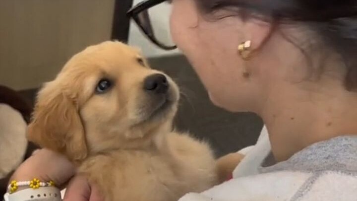 Golden Retrievers are always this genuine and adorable.