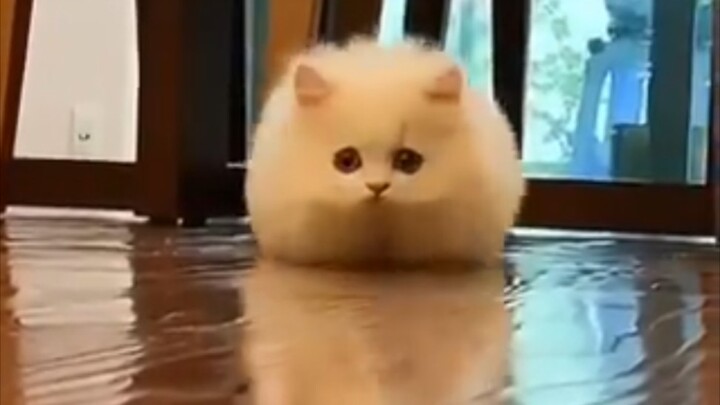 Welcome, honored guest! A huge wave of fresh and adorable kitties is here—won't you come give them a