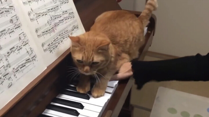 Lovely Pets Harassing Live Broadcasts