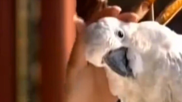 Para wanita di istana berinteraksi dengan hewan-hewan dalam kehidupan sehari-hari mereka. Burung beo