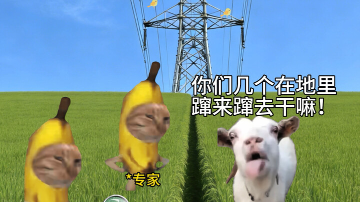 การวิเคราะห์จากผู้เชี่ยวชาญ Z