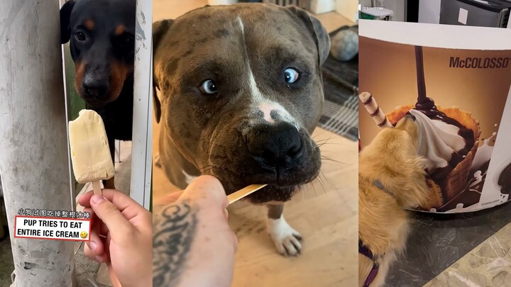 Dog: Let me show off some ice to cool down.