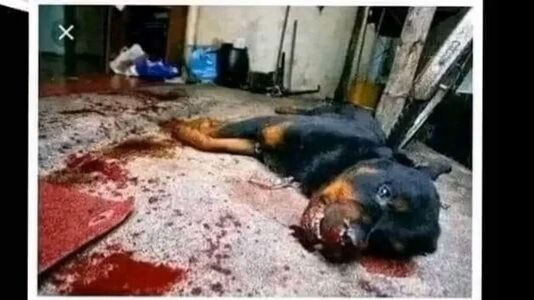 The story of a loyal dog that killed a little child and a lesson for humanity