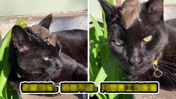 Rat infestation is rampant in Australia. After the cat frantically chased and vomited three big rats