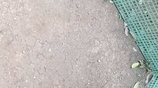 Mg kapatid limang buwan palang pwede na