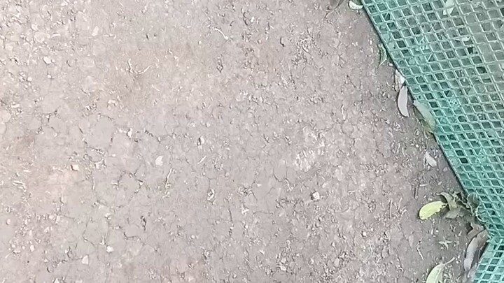 Mg kapatid limang buwan palang pwede na