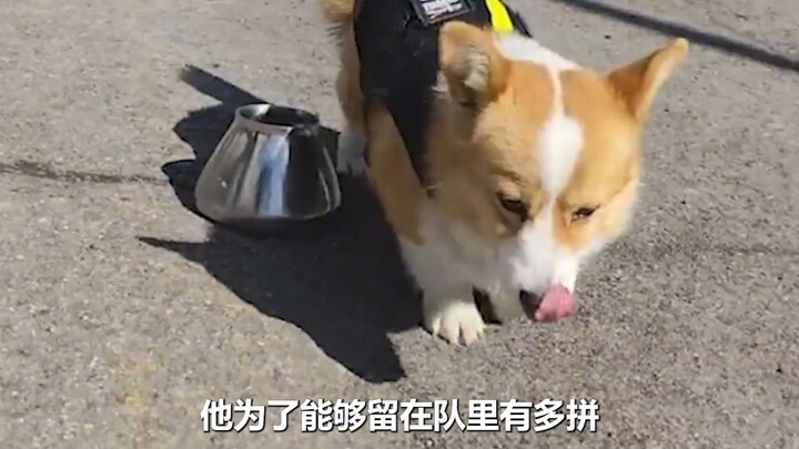 Chú chó cảnh sát Corgi duy nhất của nước ta bị netizen nghi ngờ dùng “quan hệ” để được tuyển chọn; n