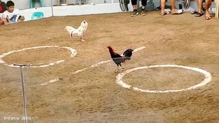 talo ginawang chopping board manok ko. patay din kalaban paglabas