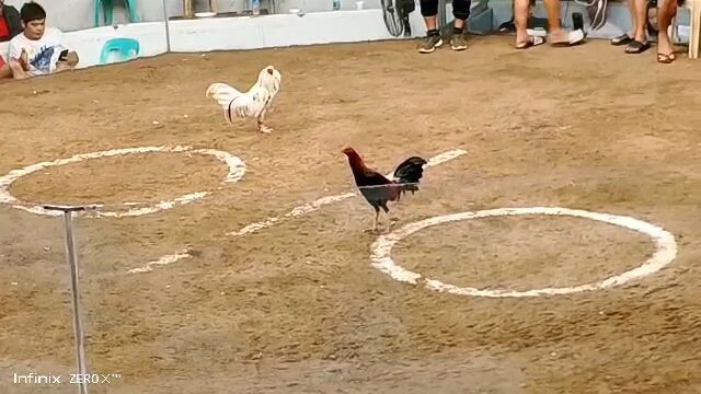 talo ginawang chopping board manok ko. patay din kalaban paglabas