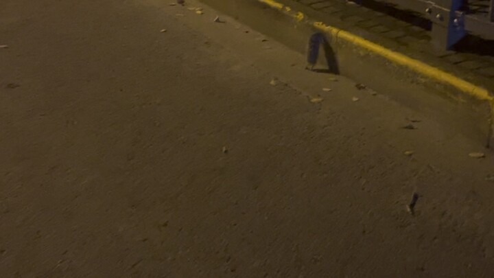 On my way home, I saw a dark silhouette slowly crawling across the road, one…