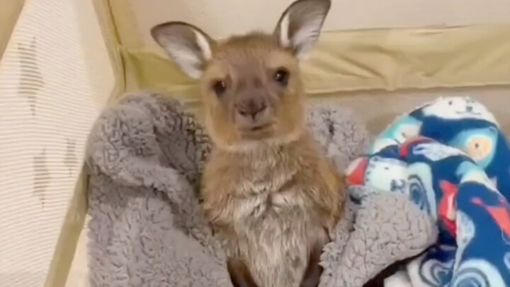 A foreign young woman rescued a dying baby kangaroo; after nursing it back to health, she found it r