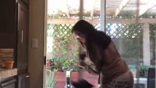 网友说她家狗子精力过于旺盛，看完视频我信了...