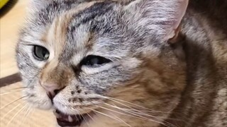 The cat is fine, but the human might have a serious illness.