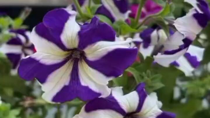 Nice flower