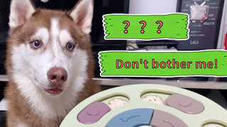 Dog|Gluttonous Husky