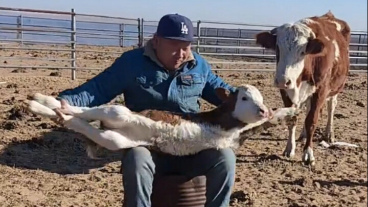 Niu Niu: If you start bragging in front of Mommy Cow...