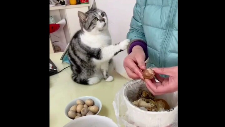 [สัตว์]ปฏิกิริยาน่ารัก ๆ ของลูกแมวเมื่อเจ้าของไม่แบ่งอาหารให้