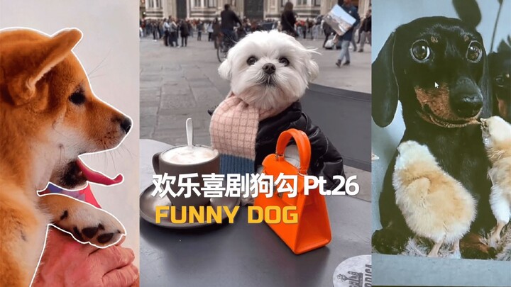 Cheerful Comedy Doggy, Part 26