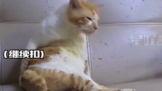 هذه هي المرة الأولى التي أصف فيها قطة صغيرة بأنها عجوز دهني