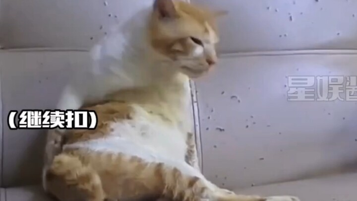 This is the first time I've used "greasy old man" to describe a kitten