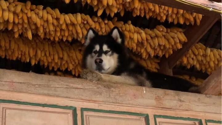 Your Majesty, what species am I?
