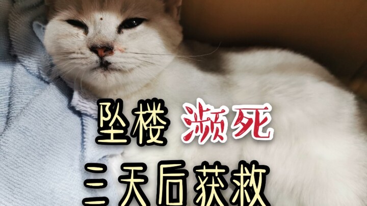 【银渐层】坠楼瘫痪，躺楼下三天等不到主人，向路人求救，养猫请装纱窗！！