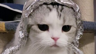 So what if I’m not smart? I’m super cute!
