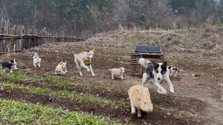 April 28, Light Snow Pitter-Patter: "The Magical Circle of Love"