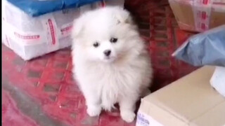 取快递遇到快递小哥养的小狗，真的不怕被偷走吗？