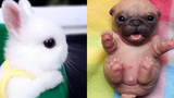 Cute baby animals Videos Compilation cute moment of the animals - Cutest Animals 5 สัตว์น่ารัก